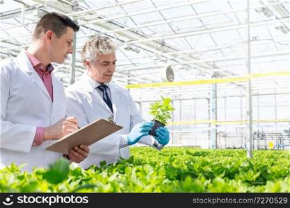 Mature male biochemists discussing over herb seedlings in plant nursery