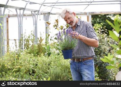 Mature Man Choosing Plants At Garden Center