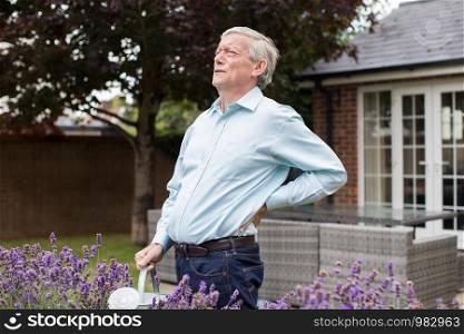 Mature Man Suffering From Backache Whilst Gardening At Home