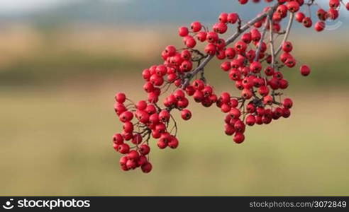 Mature nice red hawthorn berries