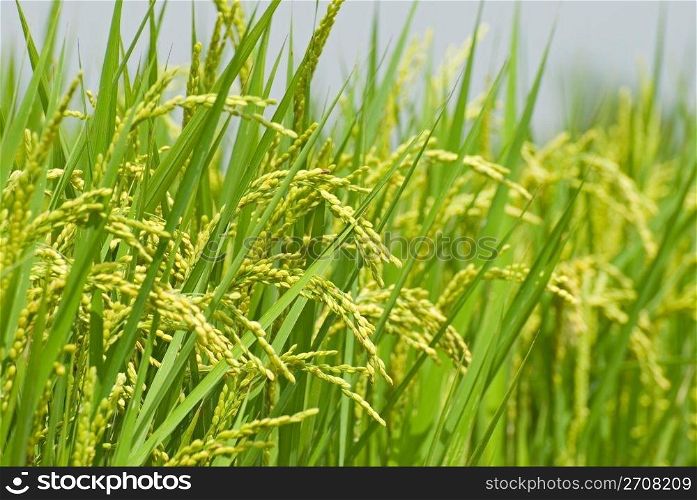 Mature paddy rice. Rice is the main food of Asian.