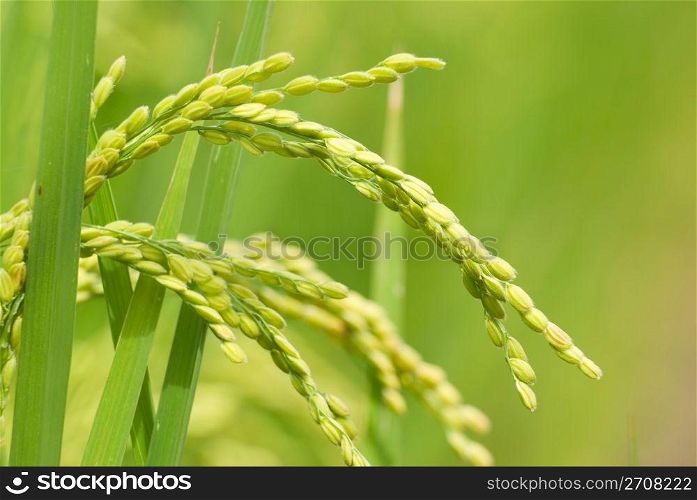 Mature paddy rice. Rice is the main food of Asian.
