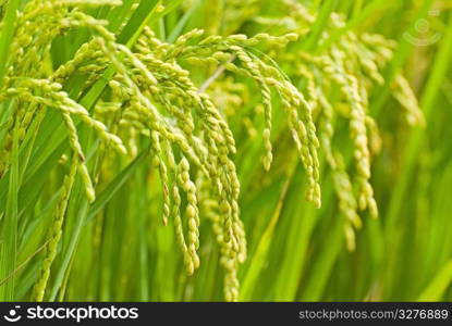 Mature paddy rice. Rice is the main food of Asian.