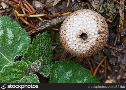 Mature puffball mushroom on the spruce needle strewn forest floor