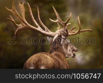 Mature Red Deer Stag with Big Antlers. Red Deer Stag