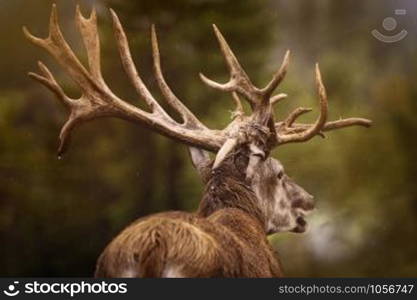 Mature Red Deer Stag with Big Antlers. Red Deer Stag