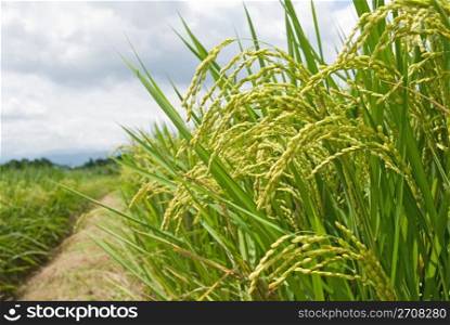 Mature Rice, Rice field with footpath, Taiwan, East Asia