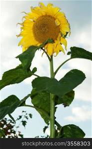 Mature sunflower on background sky with dry sheet
