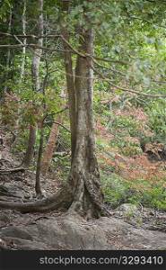 Mature tree trunks in the tropical forest with thick roots