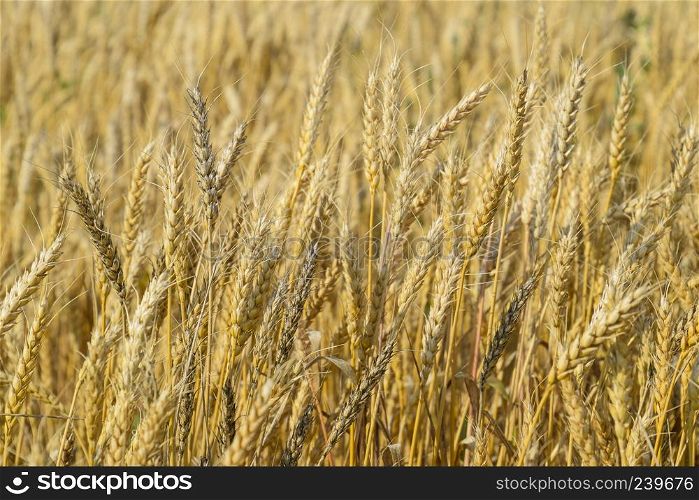 Mature wheat on the field. Spikelets of wheat. Harvest of grain. Mature wheat on the field. Spikelets of wheat. Harvest of grain.