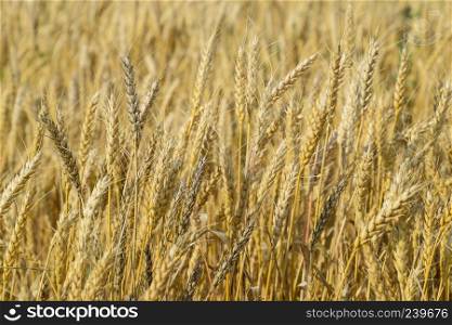 Mature wheat on the field. Spikelets of wheat. Harvest of grain. Mature wheat on the field. Spikelets of wheat. Harvest of grain.
