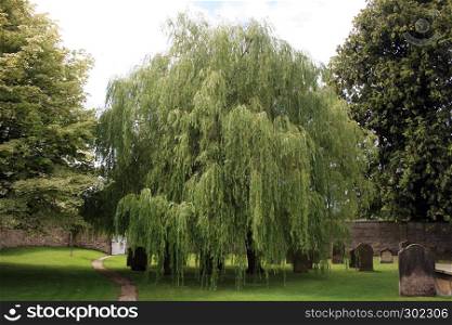 Mature willow tree in a churchyard