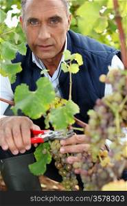 mature wine-grower harvesting