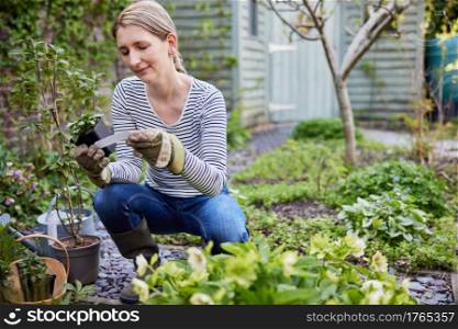 Mature Woman Planting Plants In Garden At Home Reading Label