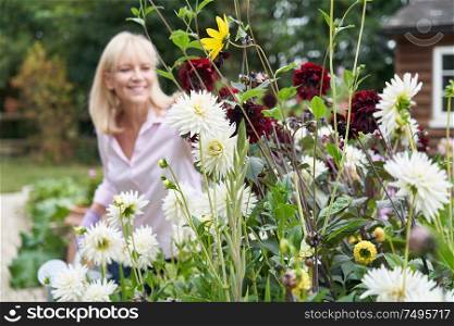 Mature Woman Watering Dahlia Flowers In Garden At Home
