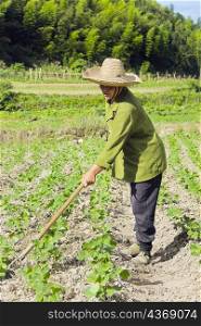 Mature woman working in a field, Emerald Valley, Huangshan, Anhui Province, China