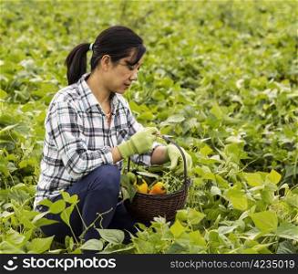 mature women checking her basket full of vegetables in bean field