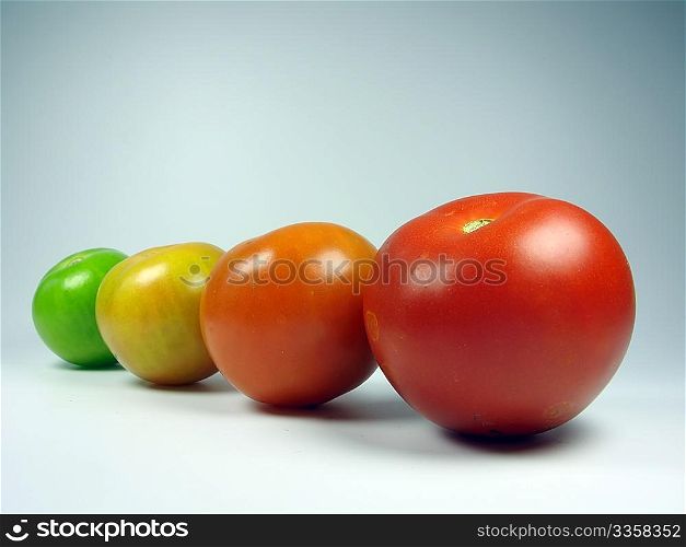 Maturing tomatoes