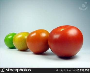 Maturing tomatoes