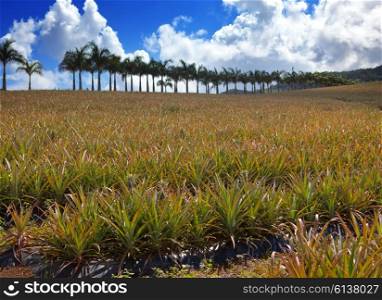 Mauritius. Plantations of pineapples.