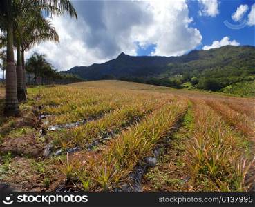 Mauritius. Plantations of pineapples in a hilly terrain.