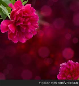 mauve peony flowers on violet bokeh background with copy space