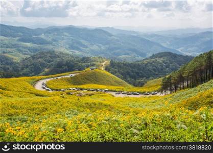 Maxican sunflowers daisy field Dok Buatong in Thailand