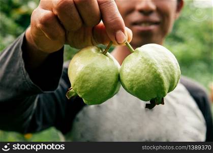 MAY 20, 2018 Hua Hin, Thailand - Fresh picked green Guava fruits in Asian farmer hand. Tropical Thai fruit orchard product.