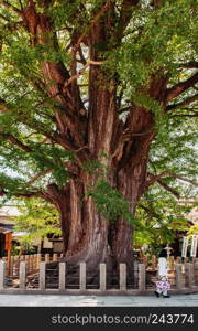 MAY 27, 2013 Takayama ,Gifu, Japan -  1200 Years old great giant Ginko tree at Hida Kokubunji old Shingon Buddhist Temple of Takayama, size of tree camparing to asian woman height