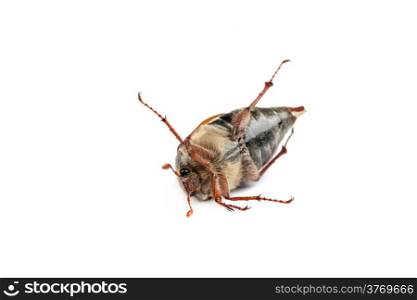 May bug isolated on the white background