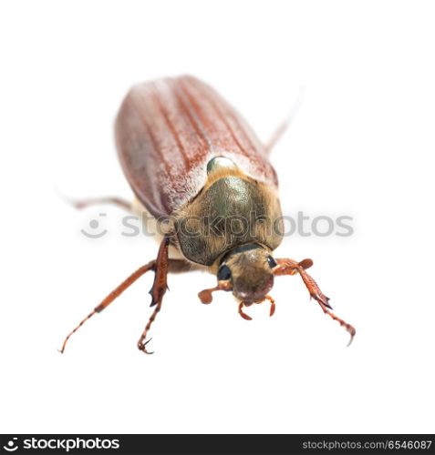 May bug or cockchafer (Melolontha melolontha) isolated on white background - macro shot of big beetle. May bug or cockchafer