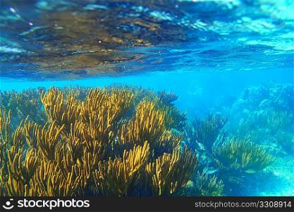Mayan Riviera soft gorgonian reef seascape Mexico