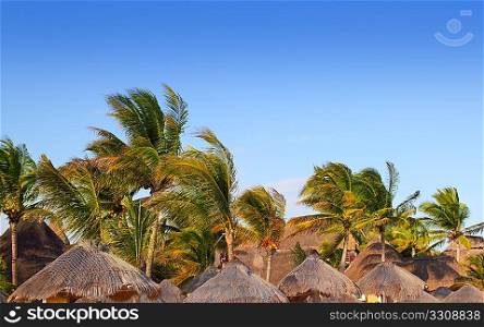 Mayan riviera tropical sunroof palapa hut coconut palm trees blue sky