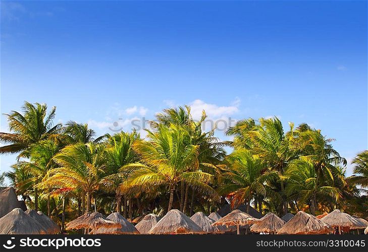Mayan riviera tropical sunroof palapa hut coconut palm trees blue sky