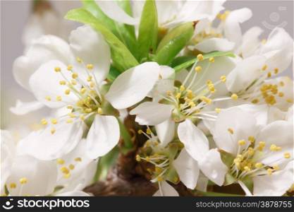 Mayflower flower: a branch with lots of white flowers close-up