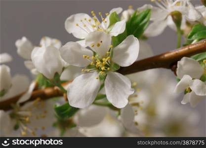 Mayflower flower: a branch with lots of white flowers close-up