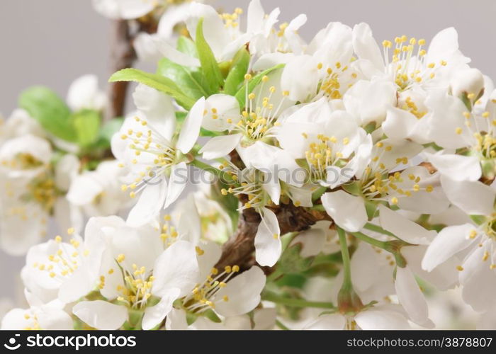 Mayflower flower: a branch with lots of white flowers close-up