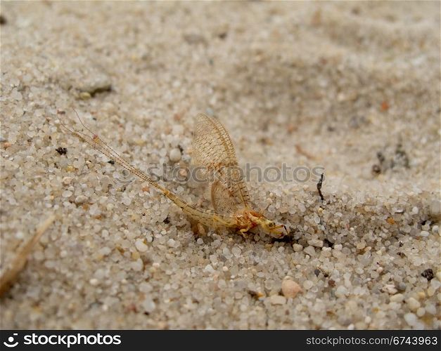 Mayfly sitting on sand. Male of an adult mayfly, Ephemera vulgata, sitting on sand