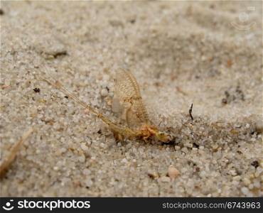 Mayfly sitting on sand. Male of an adult mayfly, Ephemera vulgata, sitting on sand