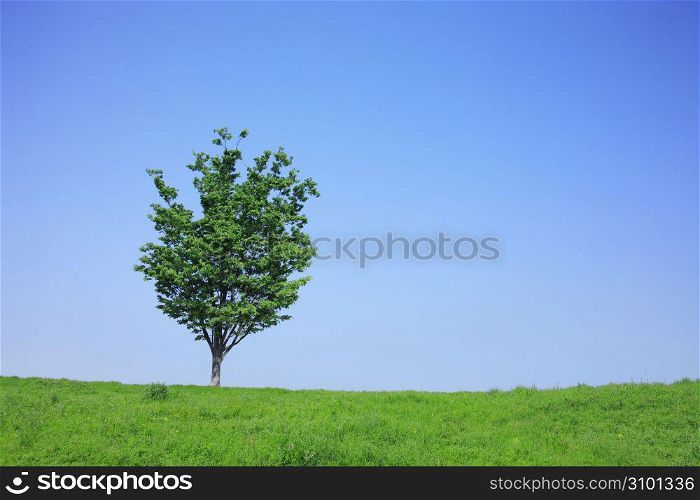 Meadow and A tree