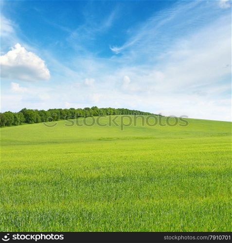 meadow and blue sky