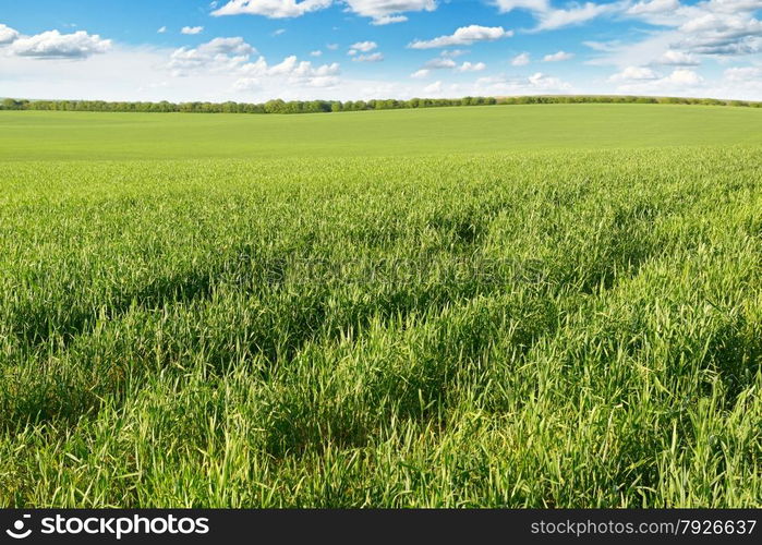 meadow and blue sky