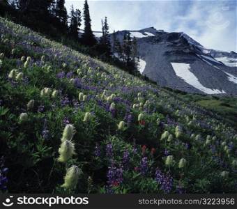 Meadow and Mountain Peak