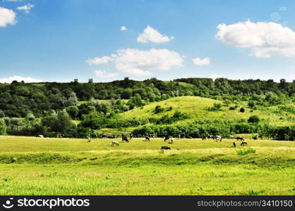 meadow and the beautiful blue sky