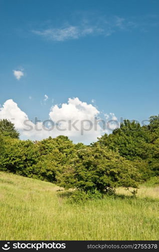 Meadow and the sky. A rural landscape in summertime of year