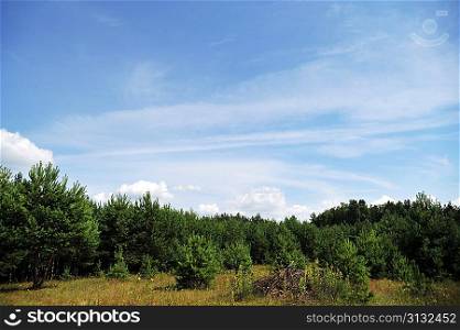 meadow and trees. summer landscape