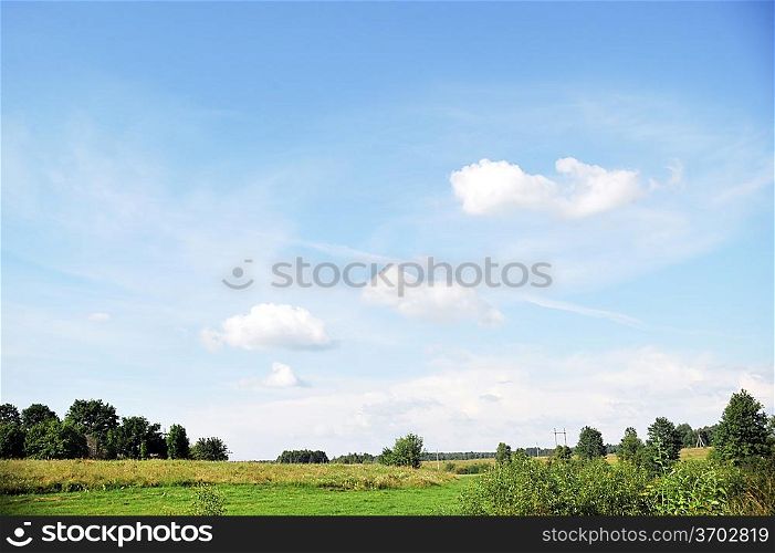 meadow and trees. summer landscape