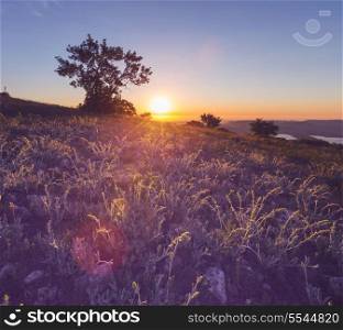 meadow at dawn