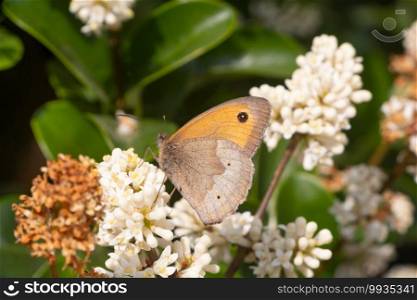 Meadow brown butterfly landing on a flower