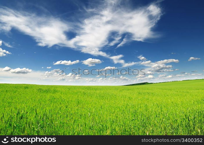 meadow covered by a grass